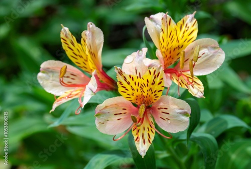 Close-up of Peruvian lily (Alstroemeria spp.), private, garden, Uniondale, Western Cape. photo