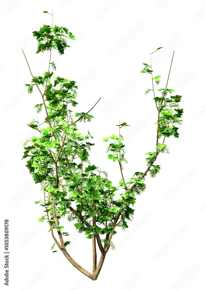 Naklejka premium 3D Rendering Currant Bush on White