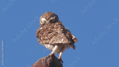 Attentive owl looking around on top of a fence on a sunny day with a blue sky in the background.