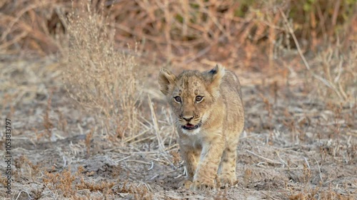 walking lion cub (Panthera leo), South Luangwa National Park, Mfuwe, Zambia, Africa photo