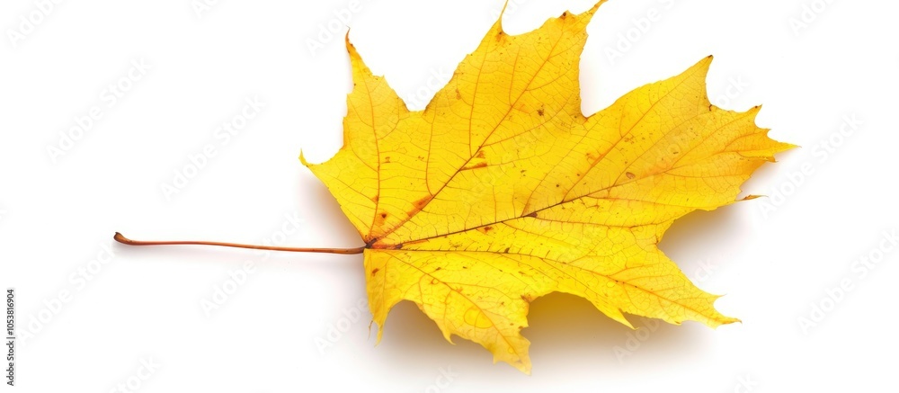 Obraz premium One Yellow Dry Maple Leaf Closeup