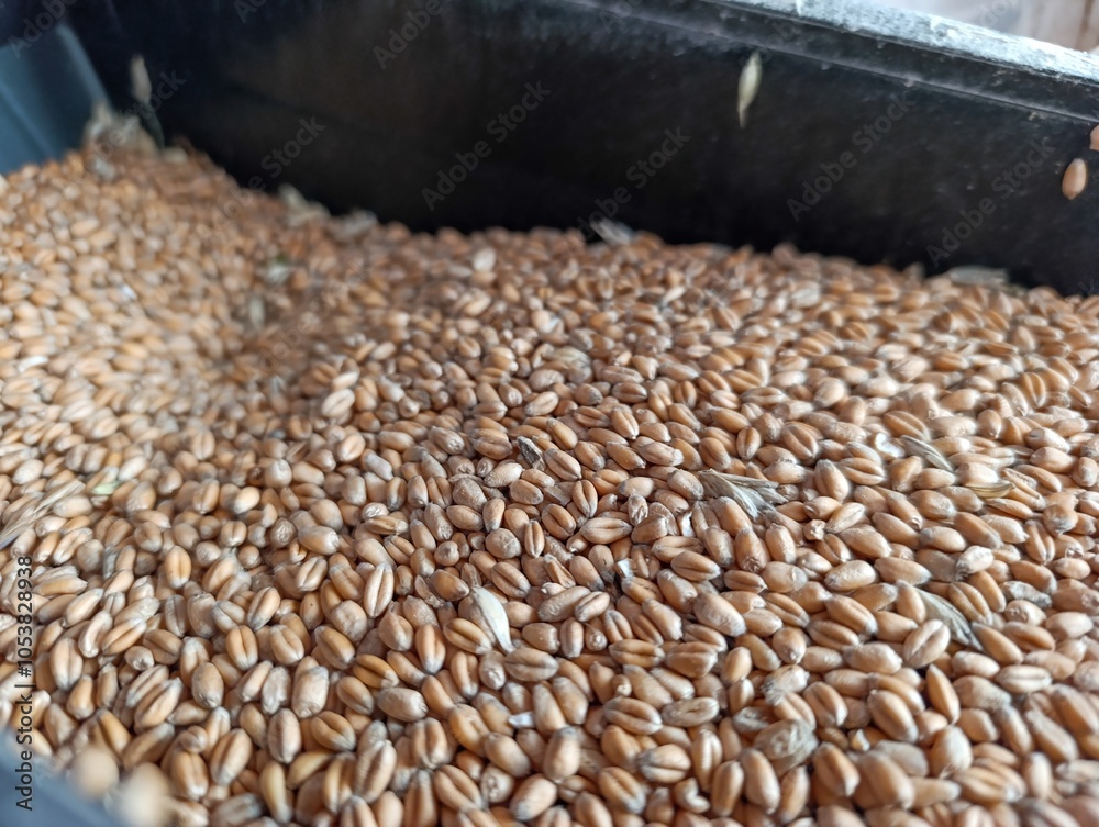 Obraz premium A close up of a bin full of barley grains