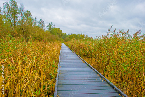 Trees with autumn leaf colors and reed in a grey cloudy sky in wetland,  Oostvaardersplassen, Almere, Flevoland, The Netherlands, October 28, 2024 photo