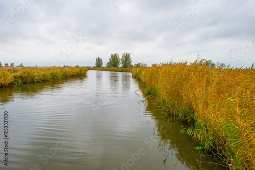 Trees with autumn leaf colors and reed in a grey cloudy sky in wetland,  Oostvaardersplassen, Almere, Flevoland, The Netherlands, October 28, 2024 photo