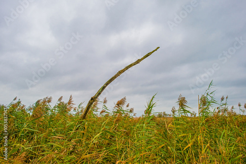 Trees with autumn leaf colors and reed in a grey cloudy sky in wetland,  Oostvaardersplassen, Almere, Flevoland, The Netherlands, October 28, 2024 photo