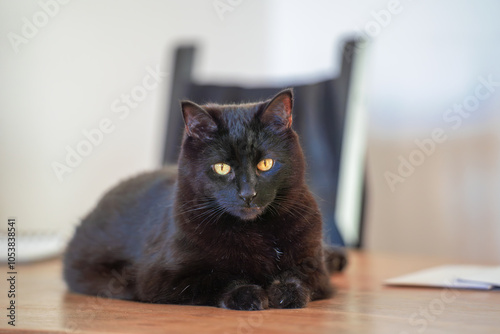 Schwarze Katze mit gelben Augen liegt auf dem Tisch im Wohnzimmer