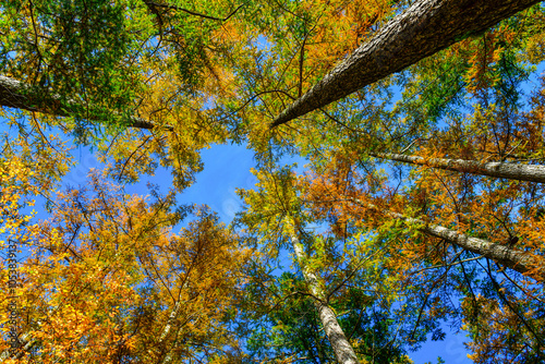  forest background. Vibrant color tree,Nature change Yellow leaves in october season ,Kamikochi National park, Nagano,Japan