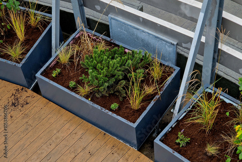 self-watering pots made of gray plastic on a wooden plank terrace planted with grasses and pine trees in dwarf forms. a row of rectangular flower pots along the wall. photo