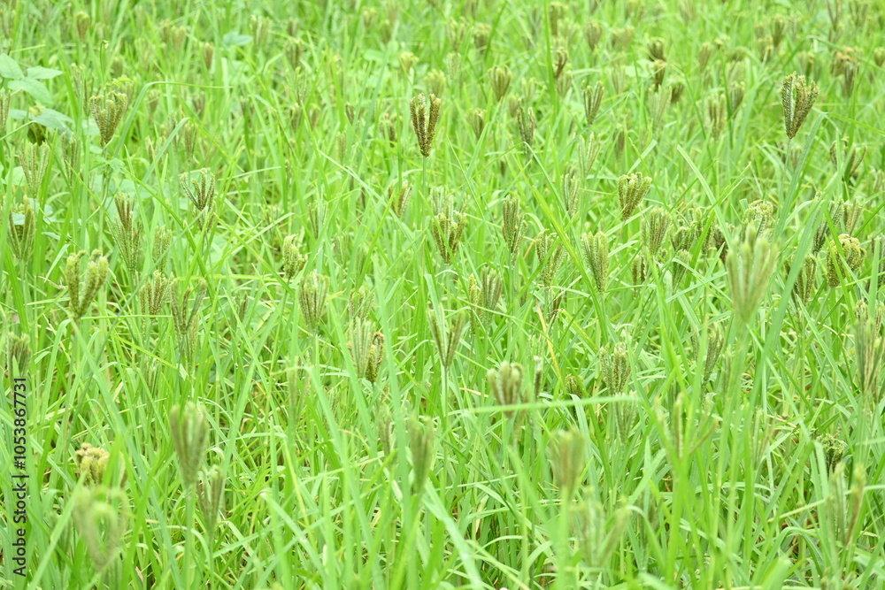 Obraz premium Eleusine coracana or finger millet plants. It is called Ragi and madua in India and Kodo in Nepal. It is an annual herbaceous plant. Its widely grown as a cereal crop in the in Africa and Asia.