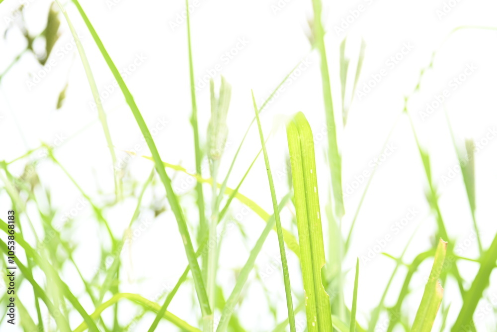 Eleusine coracana or finger millet plants. It is called Ragi and madua in India and Kodo in Nepal. It is an annual herbaceous plant. Its widely grown as a cereal crop in the in Africa and Asia.
Eleusine coracana or finger millet plants. It is called Ragi and madua in India and Kodo in Nepal. It is an annual herbaceous plant. Its widely grown as a cereal crop in the in Africa and Asia.