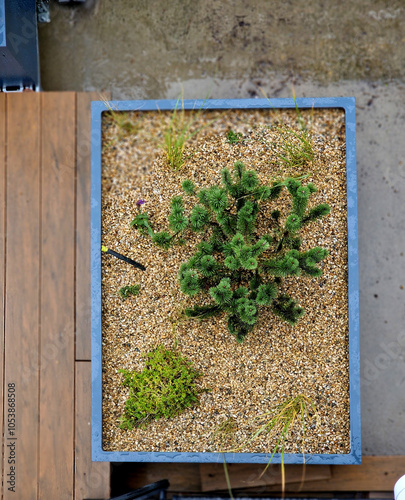 self-watering pots made of gray plastic on a wooden plank terrace planted with grasses and pine trees in dwarf forms. a row of rectangular flower pots along the wall. photo