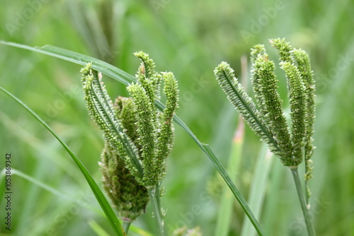 Eleusine coracana or finger millet plants. It is called Ragi and madua in India and Kodo in Nepal. It  is an annual herbaceous plant. Its widely grown as a cereal crop in the in Africa and Asia.
 photo