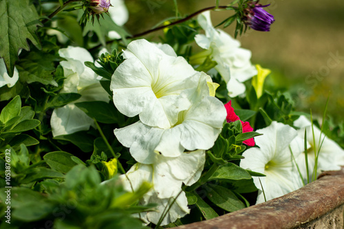 Petunia axillaris large white petunia, wild white petunia is an annual herbaceous plant photo