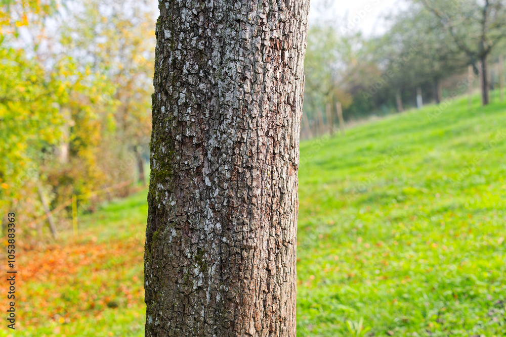 Fototapeta premium Close-up of tree trunk of pear tree covered with lichen with meadow in the background at Swiss City of Zurich on a sunny autumn afternoon. Photo taken October 29th, 2024, Zurich, Switzerland.