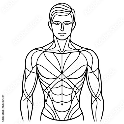 Stylized line art illustration of a male figure showcasing anatomy and muscle structure