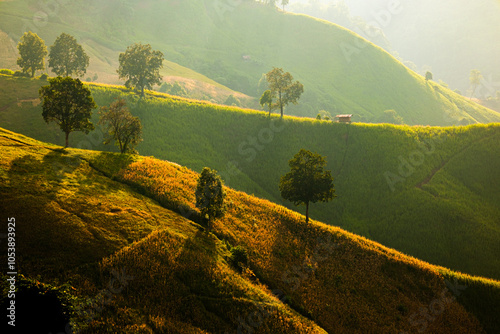 Lush green hills bathed in golden sunlight create serene landscape, showcasing beauty of nature with trees dotting rolling terrain,baanphawiang ,Pua,Nan, thailand photo