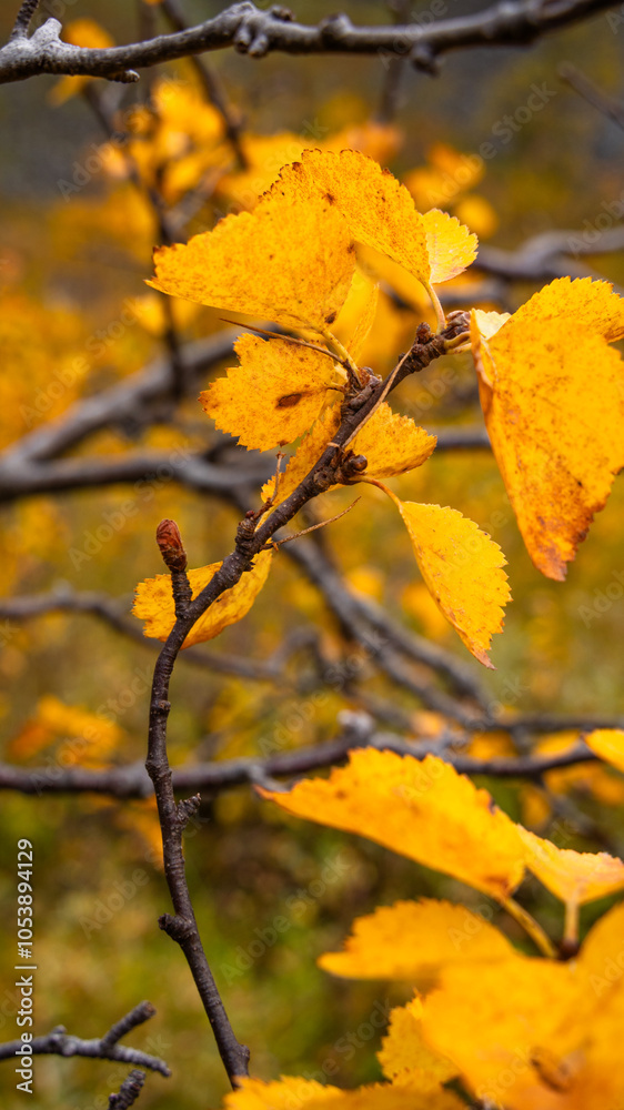 Sunny autumn landscape with bright yellow birch trees growing in Northern Norway. Seasonal scenery of Scandinavia. Sunny autumn landscape with bright yellow birch trees growing in Northern Norway. Seasonal scenery of Scandinavia.