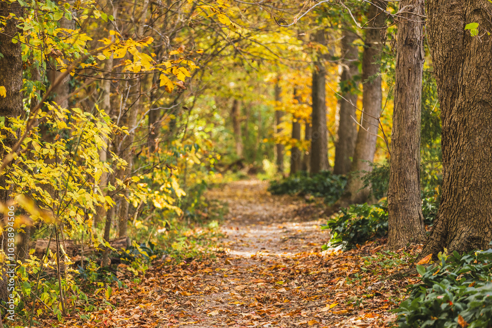 Fototapeta premium walking path in autumn forest at park