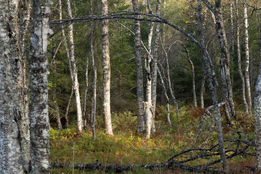 Obraz premium A beautiful autumn mountain landscape with birch forest in Northern Norway.