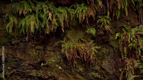 sources ferrugineuses, avec de nombreuses sorties d'eau qui lavent les plantes fixées sur le roché, en plan fxe, 
