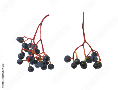 Set of small blue berries o...