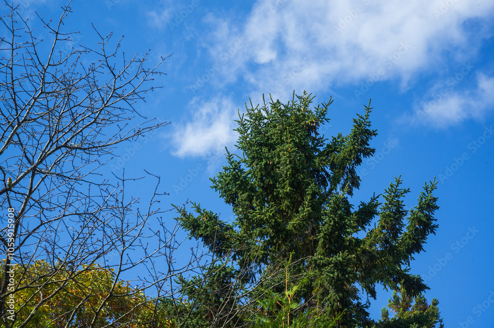Obraz premium beautiful trees and blue sky