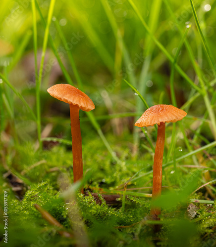 Twin Mushrooms