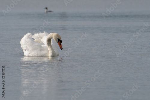 White swan swims on the lake photo