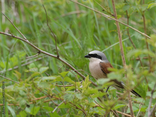 Shrike in the green thickets