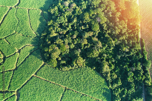 Green farm field next to forest