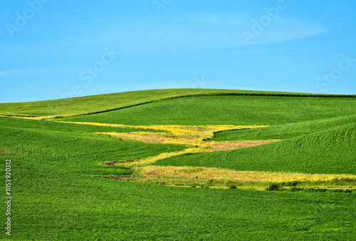 Palouse Farmland Under a Clear Blue Sky