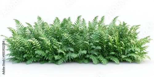 tropical fern bush
