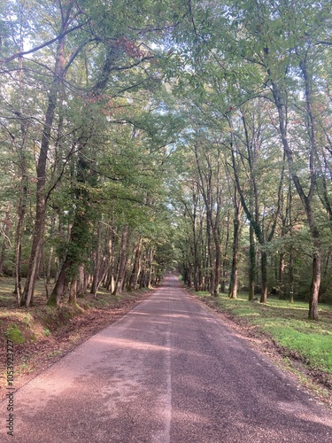 path in the woods