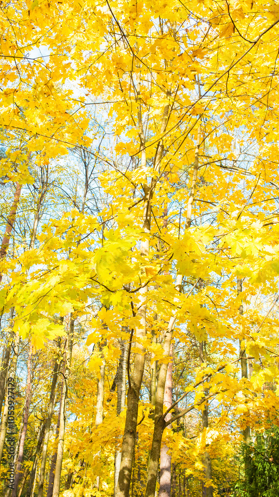 Fototapeta premium autumn trees view from bottom up, yellow leaves on maple trees.