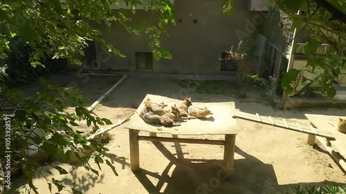 Flock of golden jackals basks in sun in zoo enclosure. Istanbul, Turkey