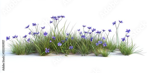 sisyrinchium bellum western blue-eyed grass, very small flowers, growing out from a low growing wide spreading clump of grass photo