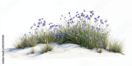 sisyrinchium bellum western blue-eyed grass, very small flowers, growing out from a low growing wide spreading clump of grass
