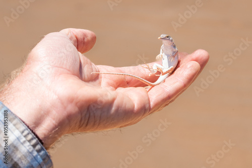 Namibische Wüstenechse auf einer Hand, Meroles anchietae