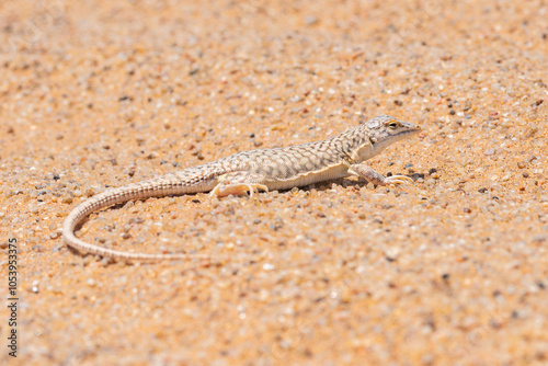 Namib-Sandtaucher, Wüstenechse, endemisch in der Namib, Namibia photo