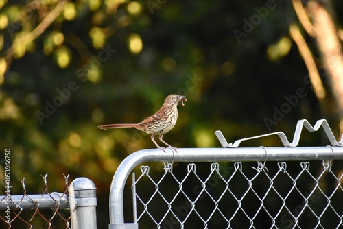 Brown Thrasher bird perched on a fence with a worm in its beak photo