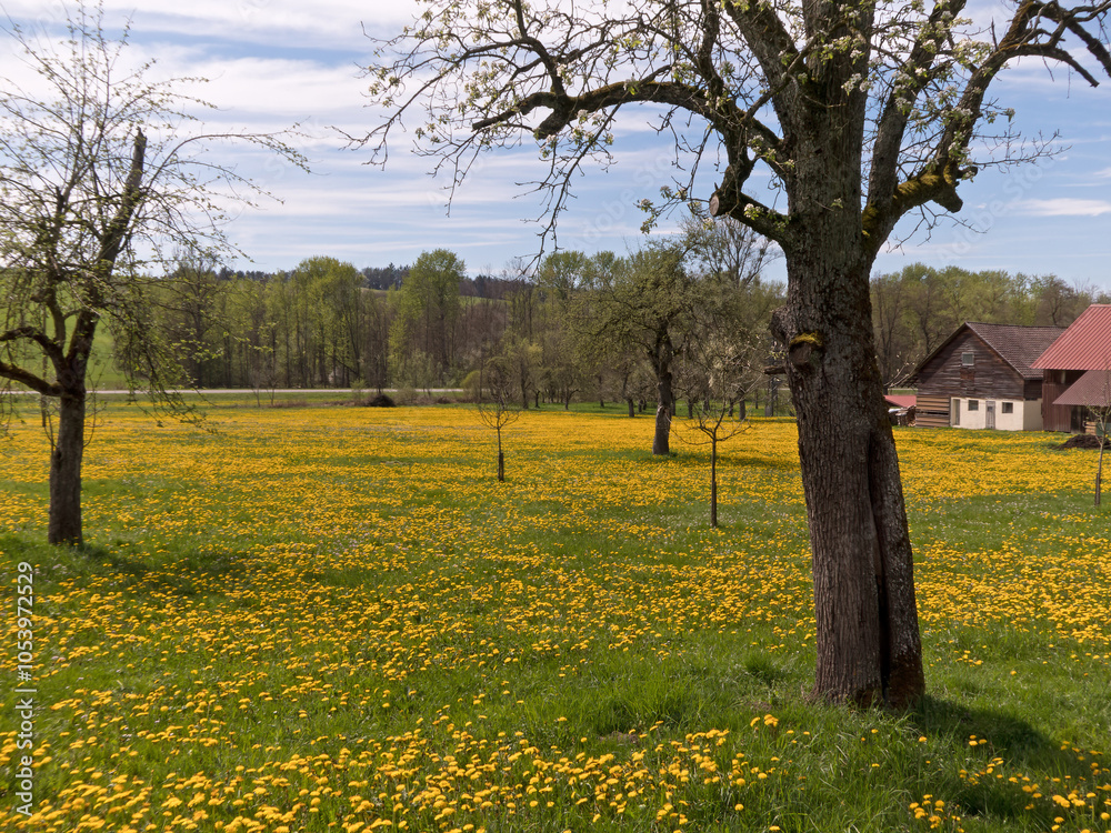 Streuobstwiese mit blühendem Löwenzahn im Hintergrund ein Bauerhof Streuobstwiese mit blühendem Löwenzahn im Hintergrund ein Bauerhof