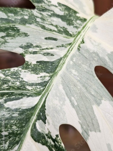 Monstera borsigiana variegata with exotic, tiger-like patterned leaves. This stunning plant attracts collectors and plant enthusiasts alike.
