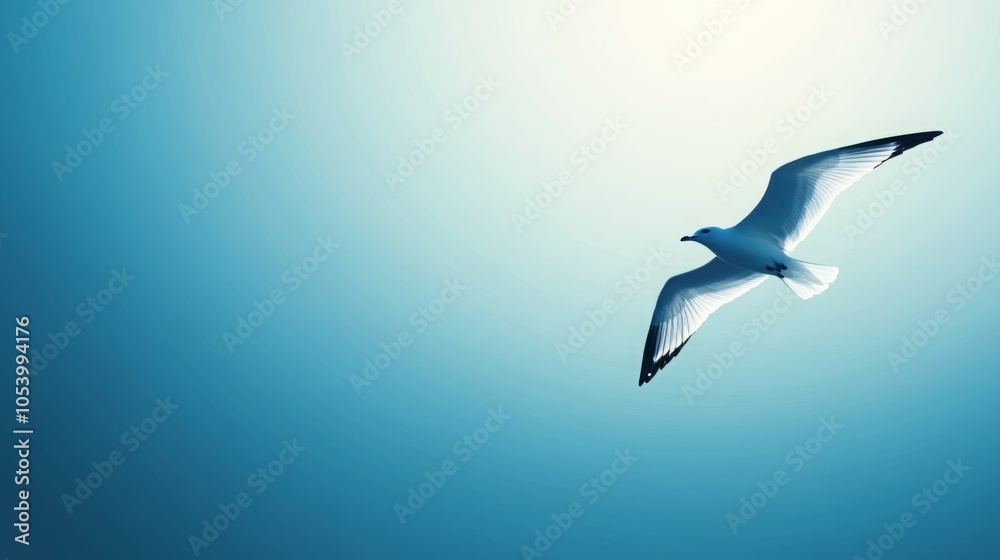 Fototapeta premium A soaring white seagull gliding in the sky