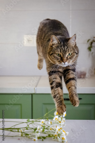 Striped tabby cat jumping toward camera. Mid-air leap, pouncing cat, white and green kitchen, pet in motion, modern interior, domestic feline, action photography, sharp focus, playful behavior.