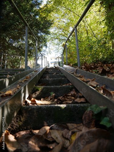 Wallpaper Mural stairs through the forest autumn Torontodigital.ca