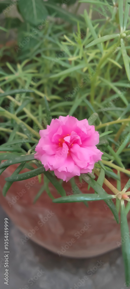 Obraz premium Sadabahar Pink Flower and Sadabahar Pink Flower