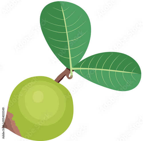 Pouteria Lucuma Fruit with Leaves Illustration Isolated on White Background