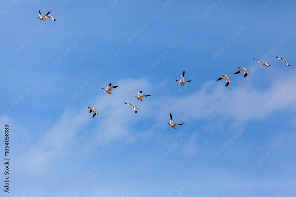 Fototapeta premium Flock of Birds Flying in Clear Blue Sky Horizon