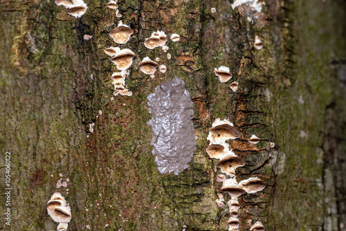 Lycorma delicatula Spotted Lanternfly eggs