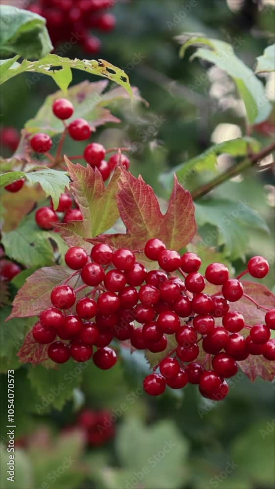 Bright Red Berries Cluster Together On A Leafy Shrub, Showcasing The Colors Of Nature In Full Bloom. An Illustration Of Natural Abundance And Beauty. Vertical. Bright Red Berries Cluster Together On A Leafy Shrub, Showcasing The Colors Of Nature In Full Bloom. An Illustration Of Natural Abundance And Beauty. Vertical.